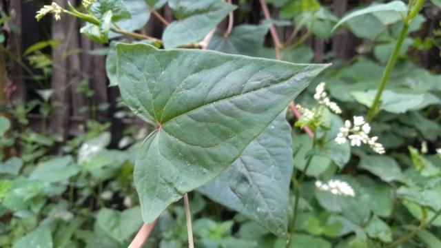 野生荞麦芽图片