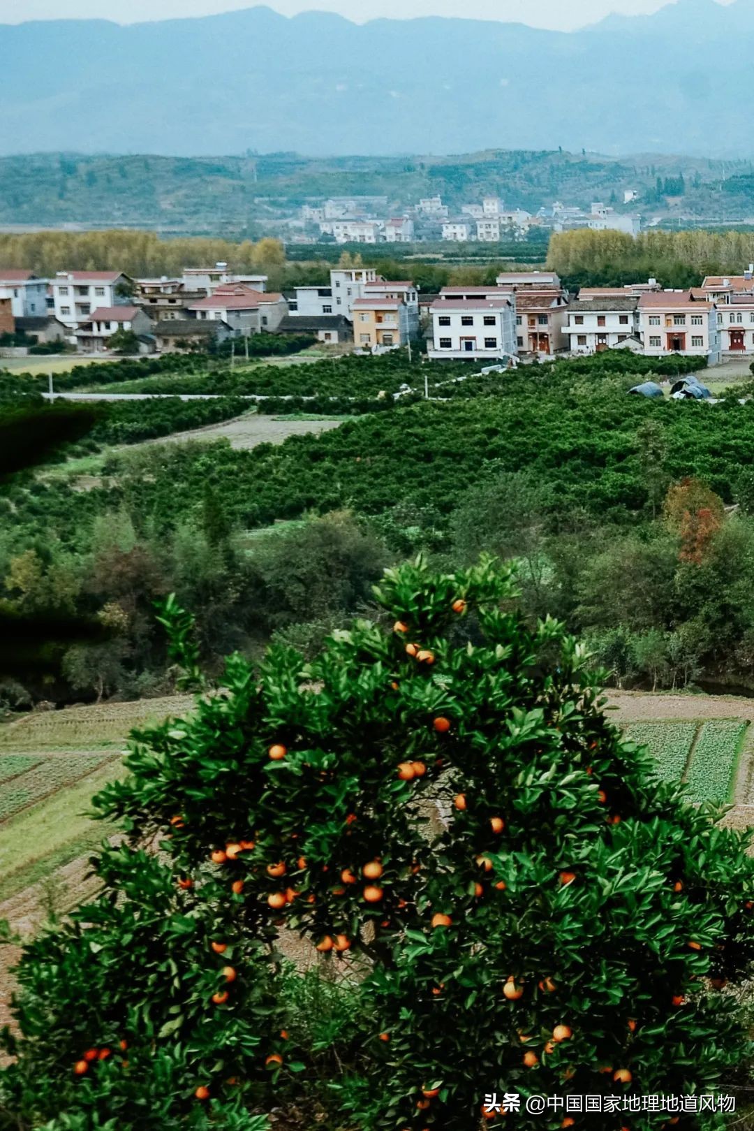 江西vs湖南vs四川，中国到底哪里的橙子最好吃？
