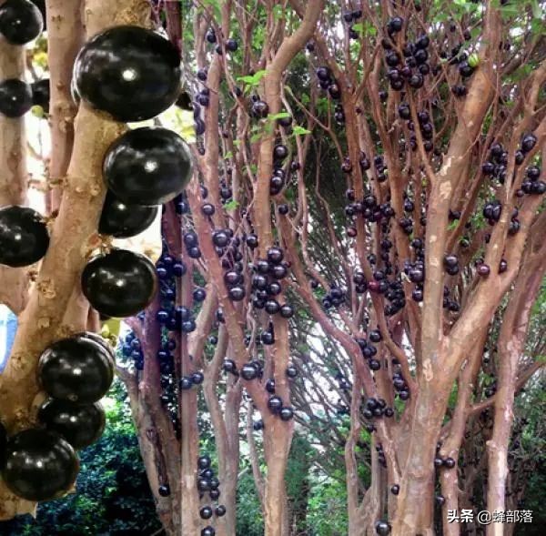 长在树上的“葡萄”，市面上价值98元1斤，嘉宝果凭什么那么贵？