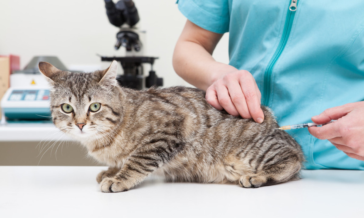 这几种疫苗，猫根本没必要打，尤其是狂犬疫苗