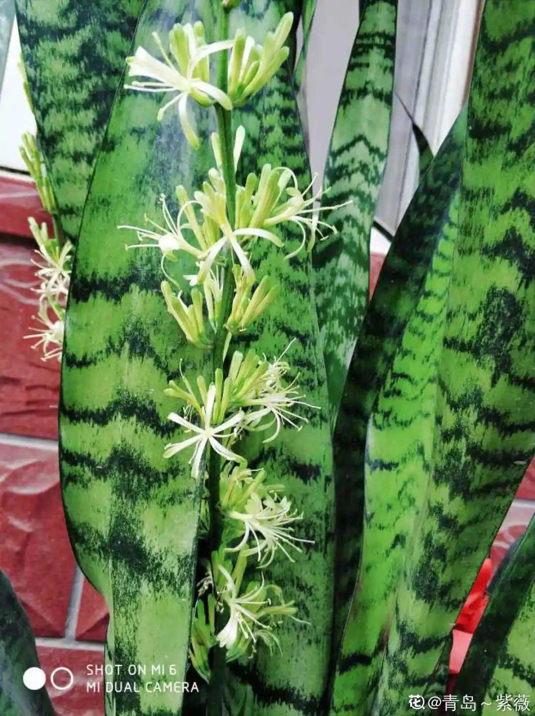 这花养10年，才开1次花，看到的都有好运气