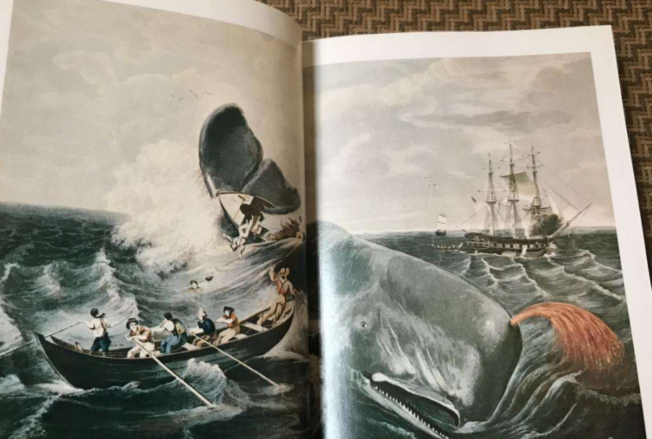 浅析《白鲸》主要角色的象征意义｜人与自然抗争，必定两败俱伤