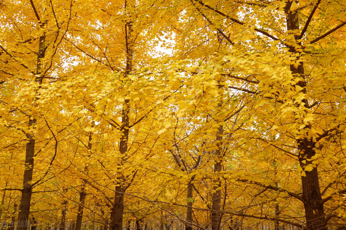 关于“银杏”的诗词，你知道吗？