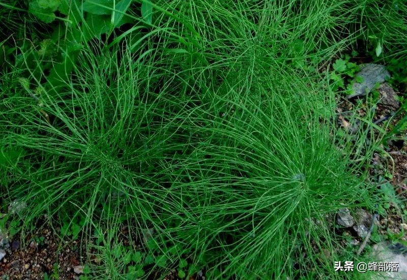 荆草是什么（在古代荆草是寻找到黄金的捷径之一）