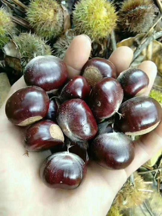 保存板栗，有人直接急冻，有人煮熟急冻，教你正确做法，特别新鲜