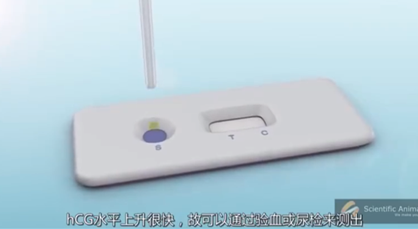 早孕试纸的原理到底是什么？一组图告诉你，看完才觉其中“奥秘”