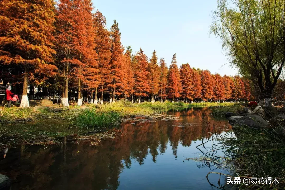 国家一级保护濒危珍稀植物:水杉