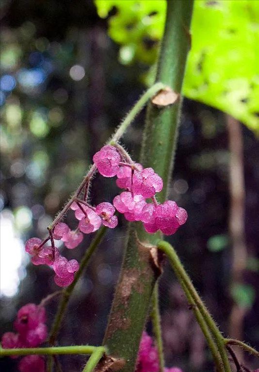 认识植物界的“六大毒树”，看到“绕道走”，涨姿势不吃亏