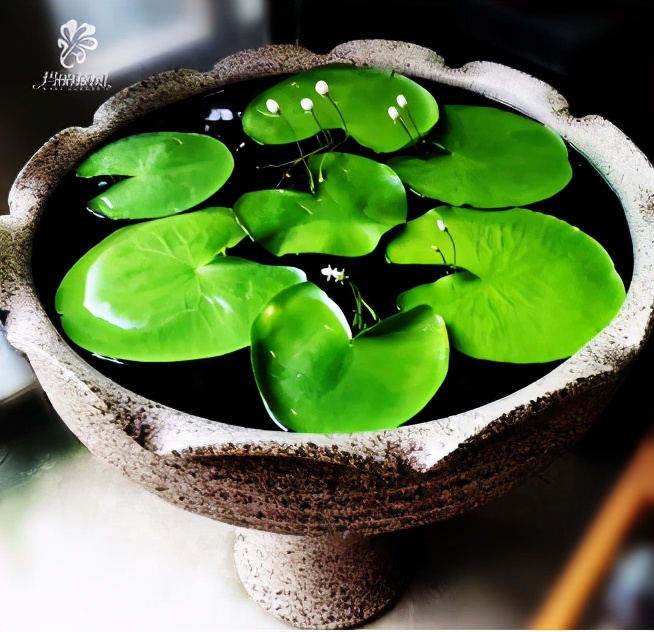 谁说养花难?4种“泼辣花”,扔在土里就生根,繁殖一片小崽子