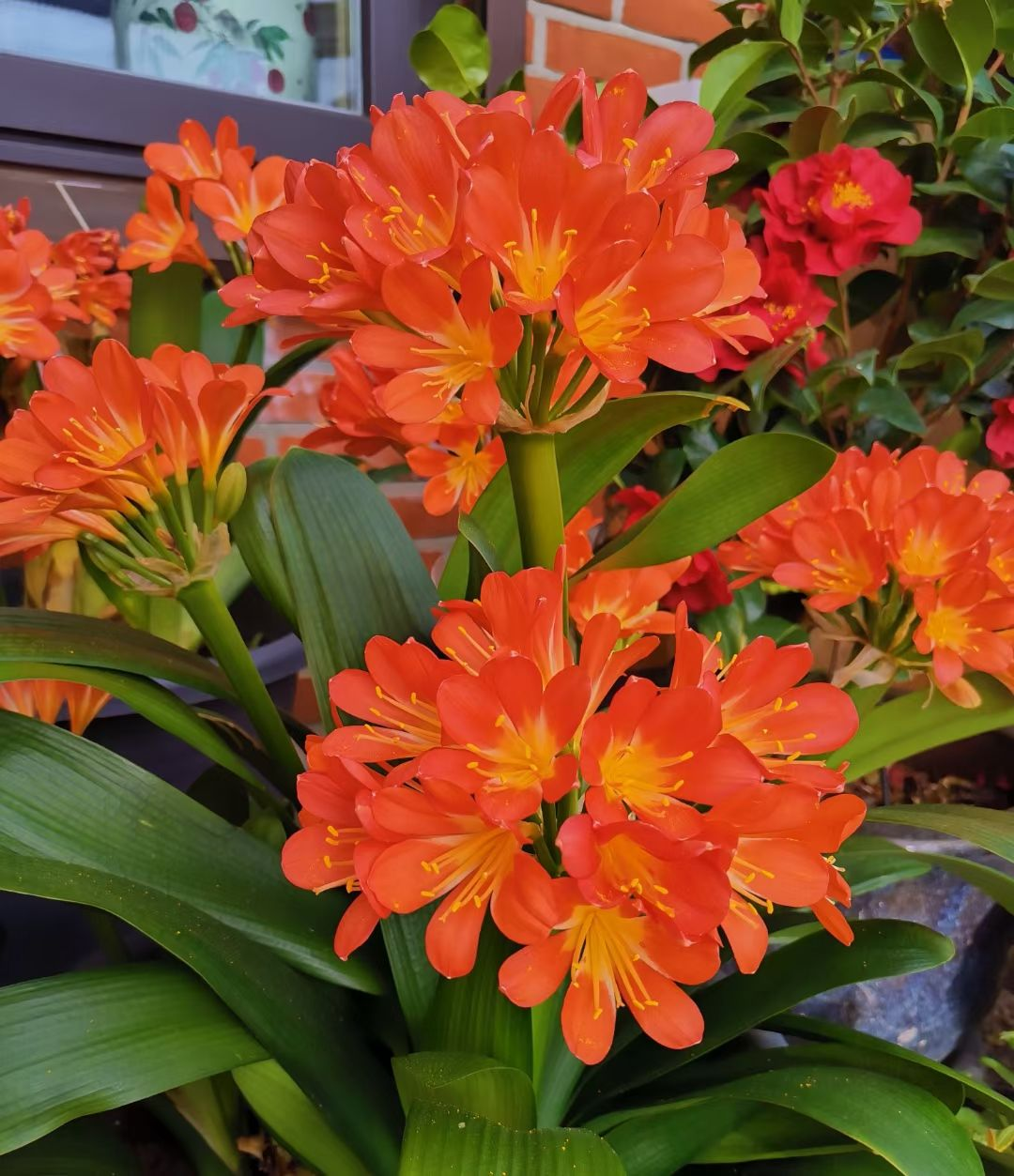 能“养人”的10种花，有的能吸废气、有的可以食用，种了不后悔