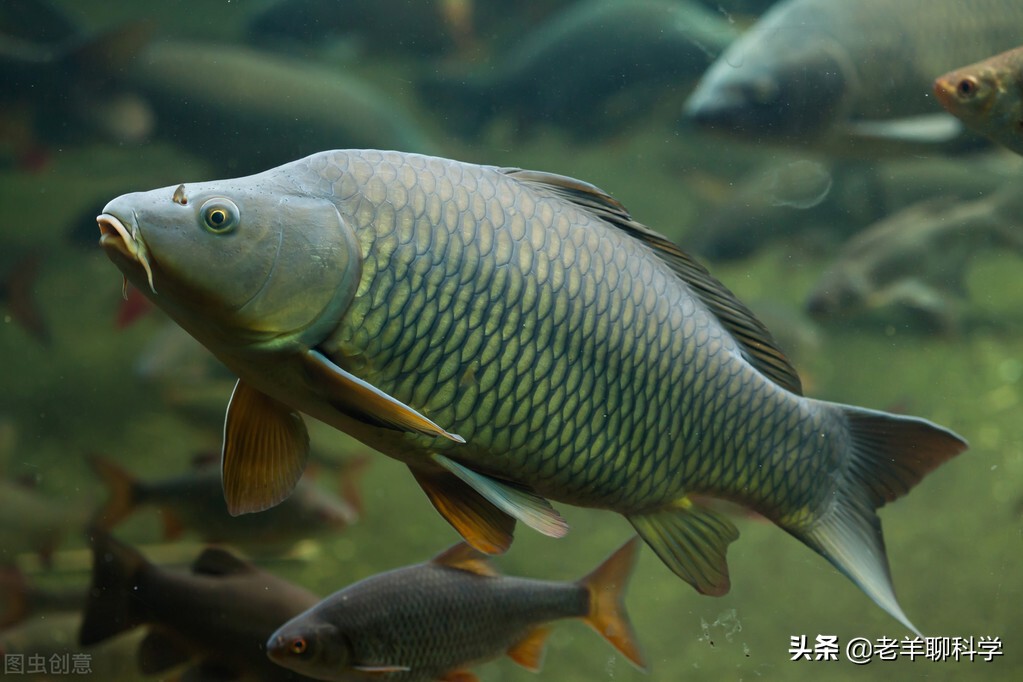 仅凭一个碗就能得一网鱼！广西男子如何做到的？笨鱼因何被声音坑