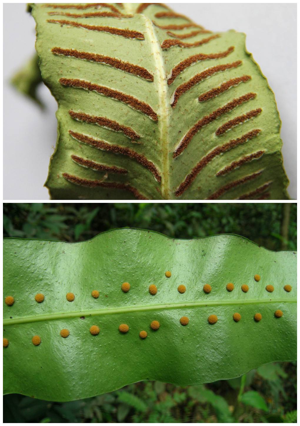 贯众的功效与作用(看点有用的) - 行就行