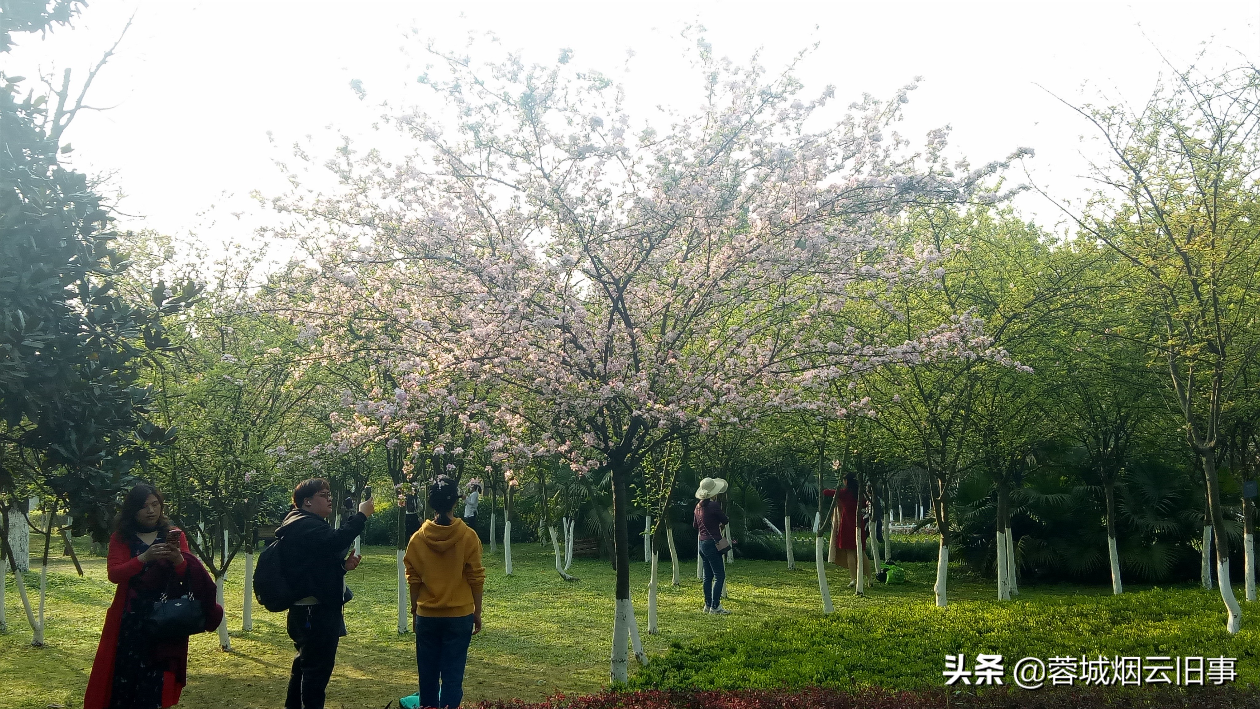 小编带你游校园之重庆大学虎溪校区，体验的芬芳！