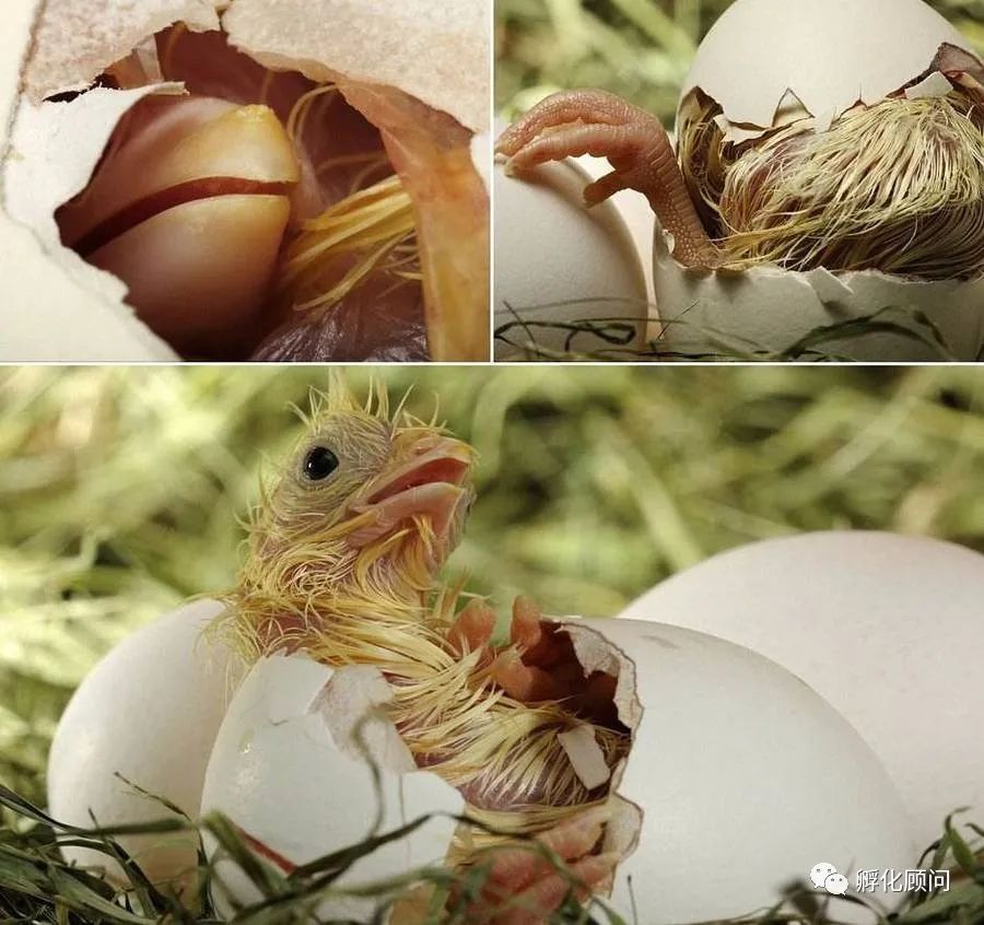 手把手教你孵化鸡蛋