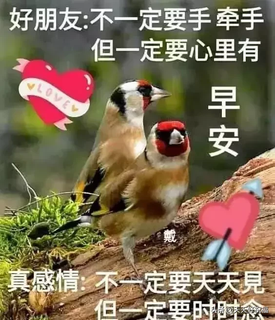 有心栽花花不开，无心插柳柳成荫。早安，朋友