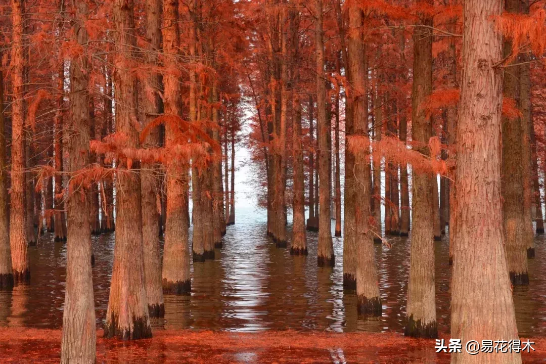 国家一级保护濒危珍稀植物:水杉