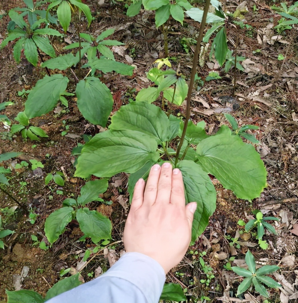 走进深山老林中,遍地珍贵野草,一种七叶一枝花,叶子却不止7片