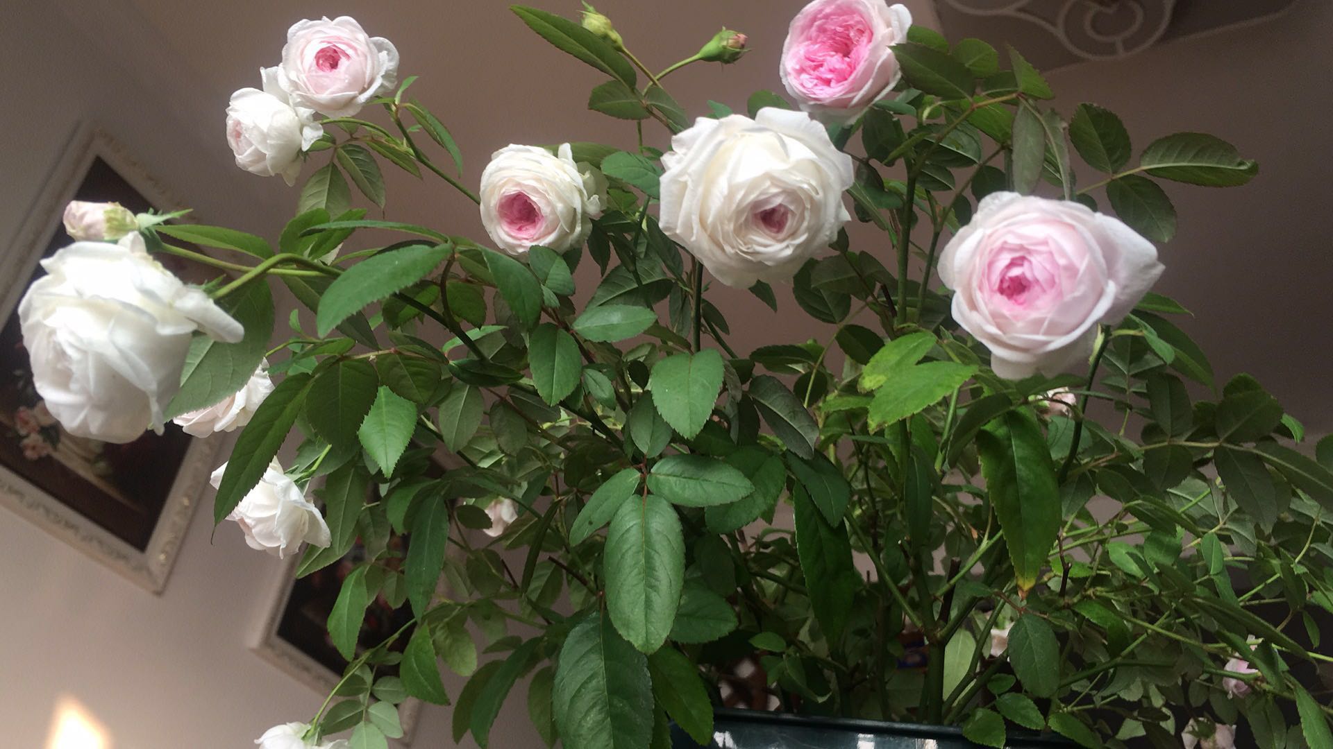 粉妆楼月季花怎么养比较好科普