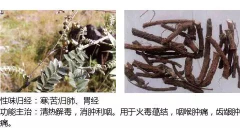 300个中草药图谱（附主治功效），知道一半就太牛了（上）