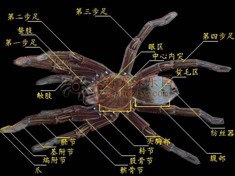 神奇的蜘蛛 天天看点