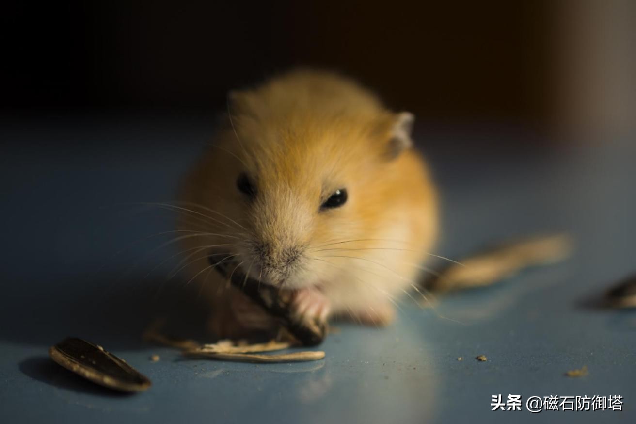 萌萌小仓鼠:如何饲养"网红表情包"