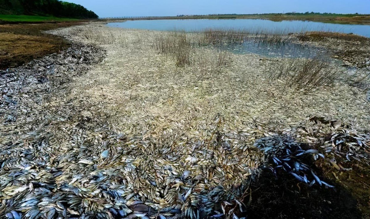 “非洲血河”鱼尸遍地！成千上万的鱼群，被河马的粪便活活闷死