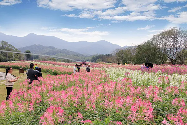 长三角这9条美丽乡村休闲旅游行（秋季）路线，你走过几条？