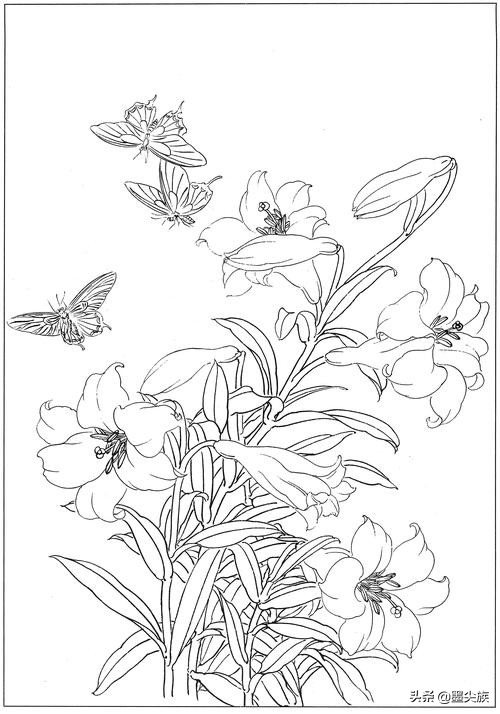 百合高清白描线稿图片下载21幅