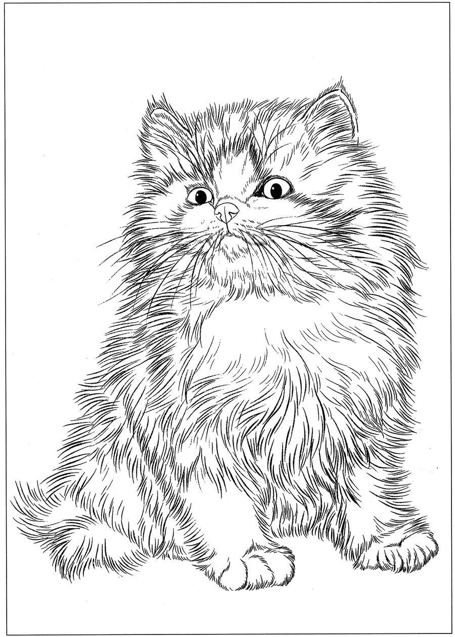 猫高清白描线稿图片下载16幅