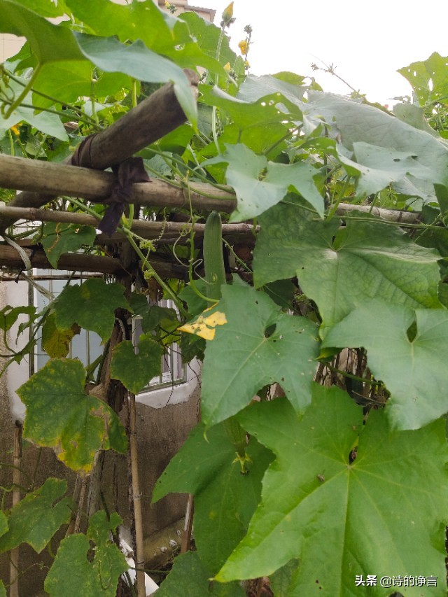 夏日水清凉，新鲜蔬菜嫩而香