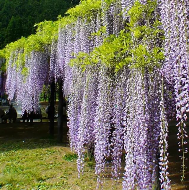 大血藤圖片大全(紫藤品種介紹集錦) - 赤虎壹號