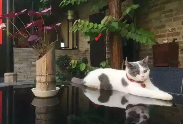 余生，想要一个院子，看花开花落
