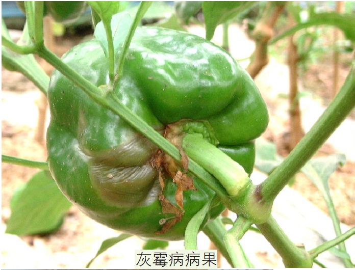 灰霉病——最严重的辣椒生产病害之一,附详细农药防治方法