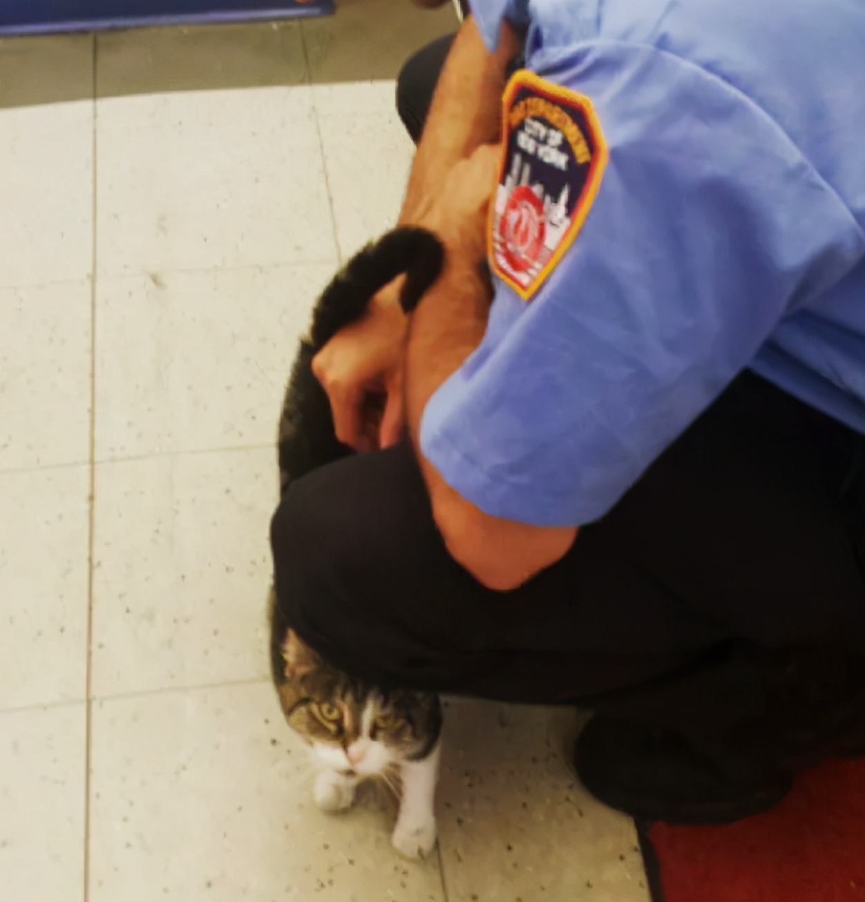 當流浪貓悄悄走進消防站，溫暖的故事開始了
