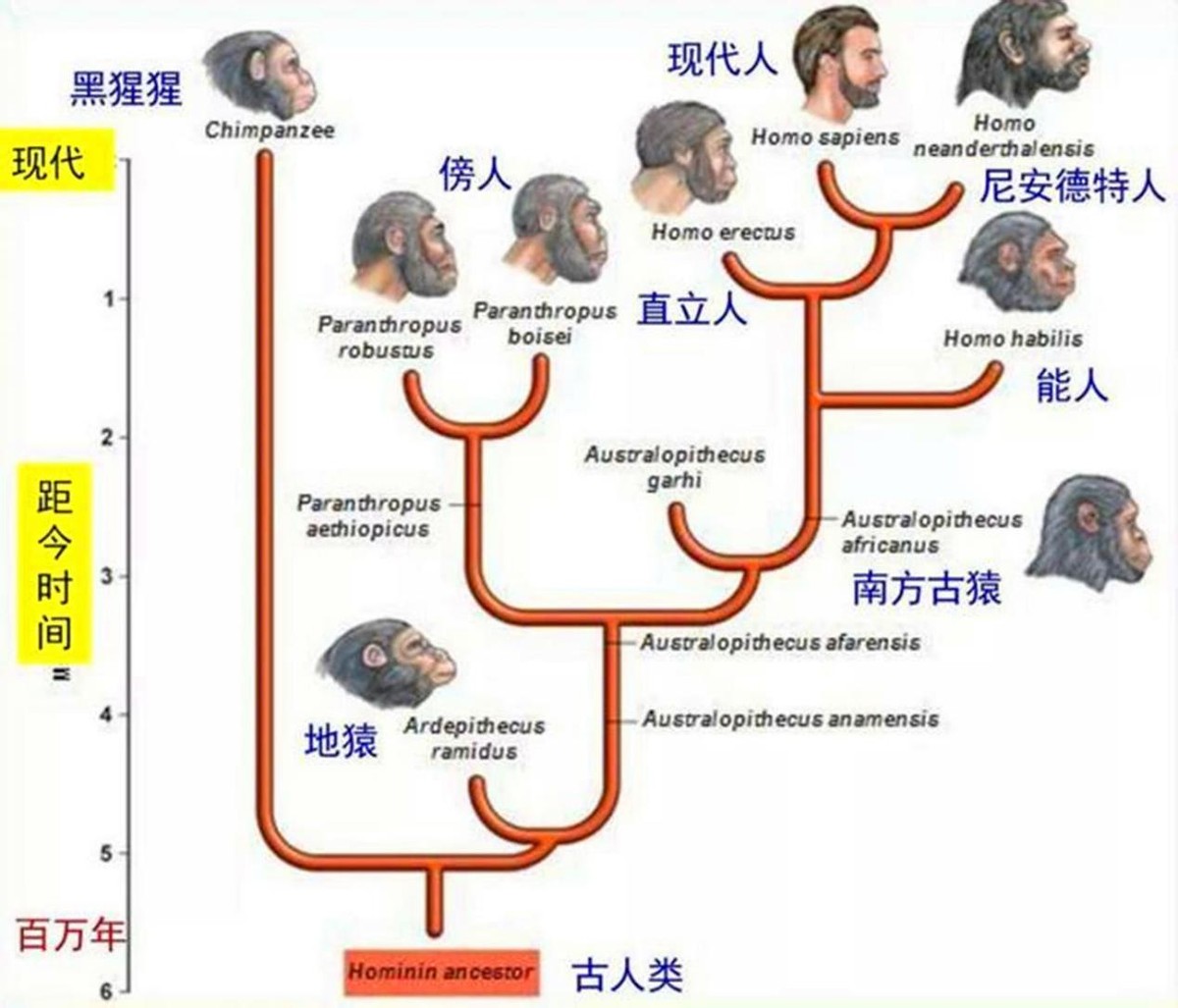 黄种人、白种人、黑种人肤色不同，为什么可以自由传宗接代？