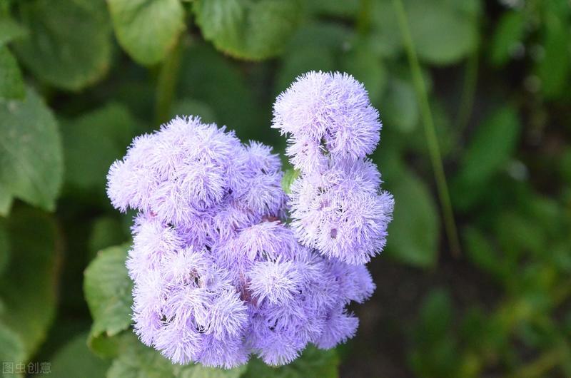 狮子座的许多暖心之举，随性又克制，很容易被忽视