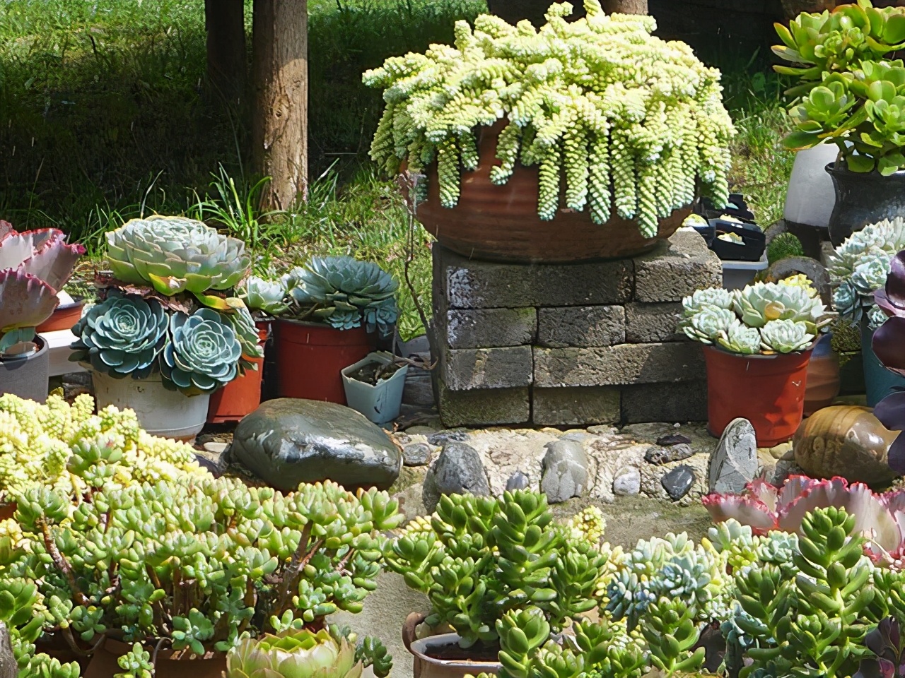 长软刺的多肉叫什么-花卉知识网