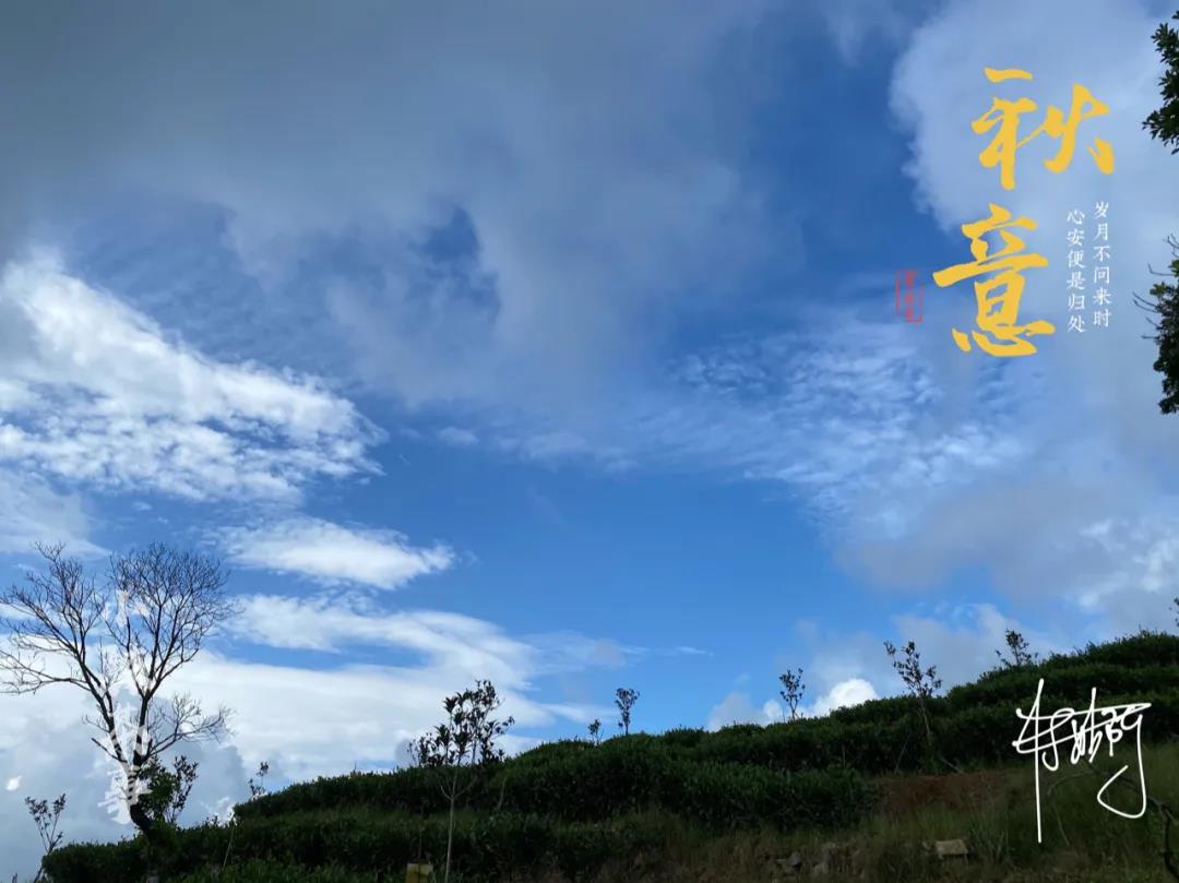 小白好价白毫银针/牡丹王/白牡丹，20g、50g可选！