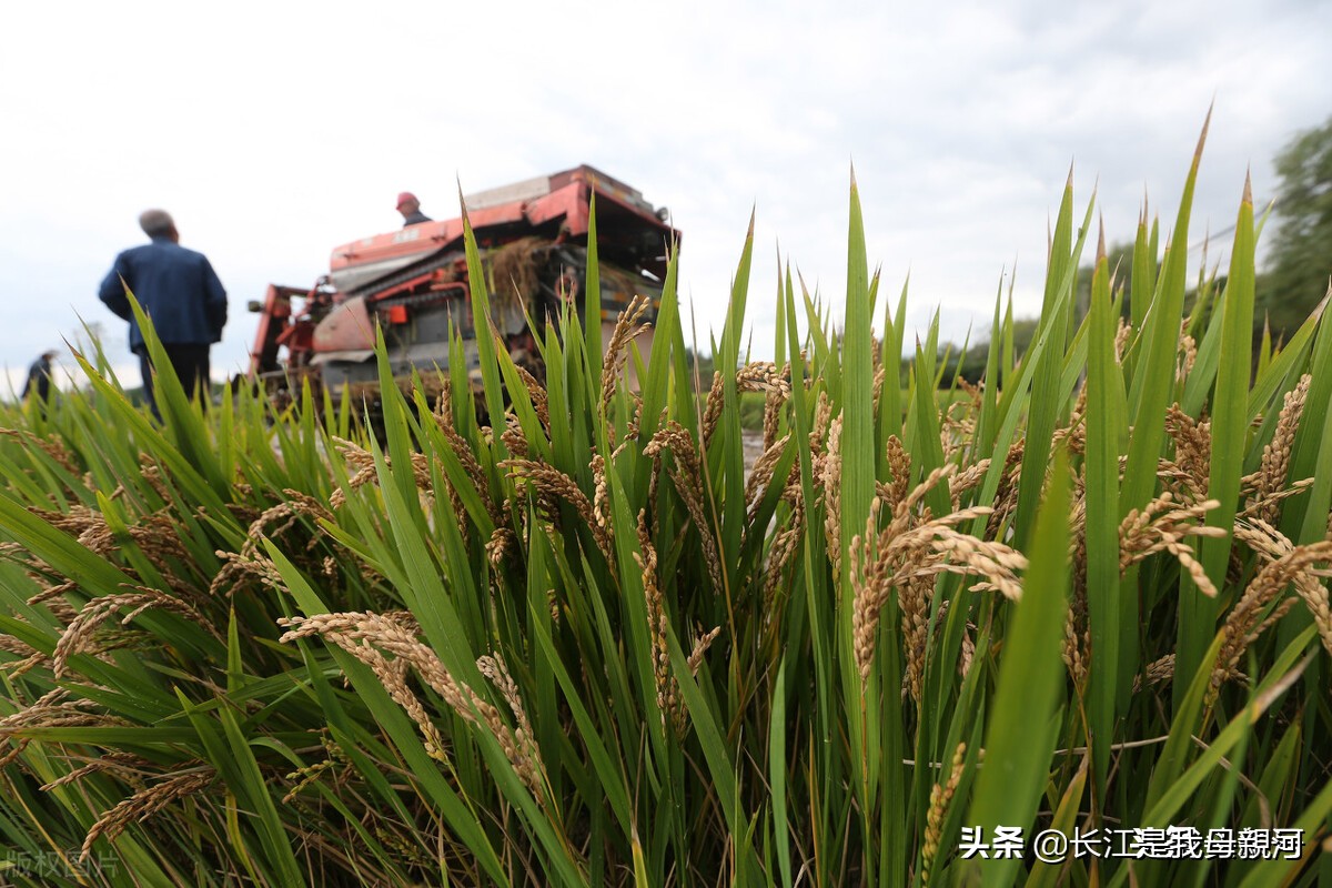 湿粮传出1.00元一斤消息，农民心里拔凉拔凉的，水稻丰收农民发愁