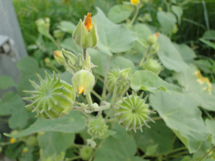 以前农村田间地头常见的苘麻,幼籽被孩子当成零食,现在几乎消失