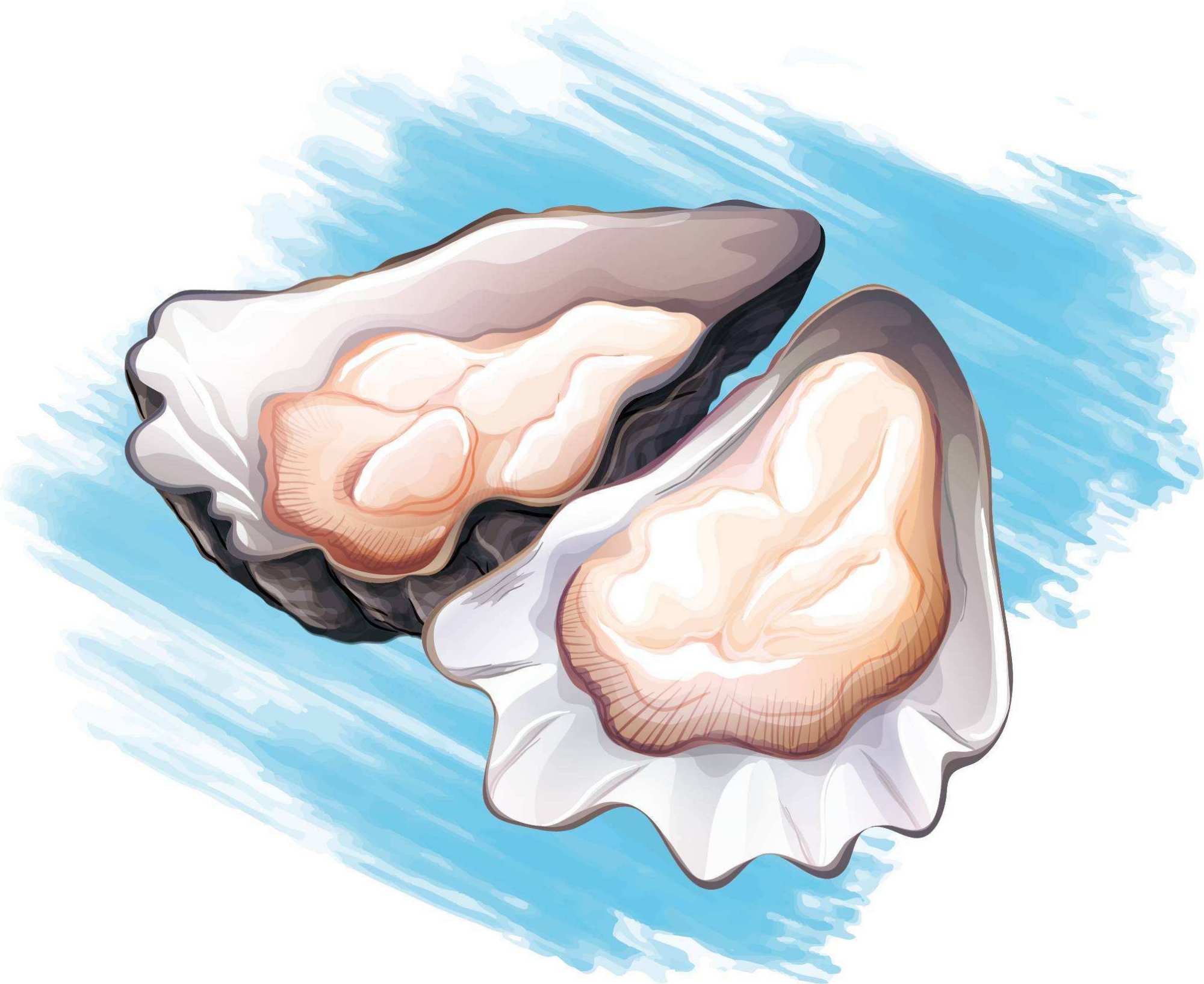 生蚝,牡蛎,海蛎子,傻傻分不清?其实区别,就一句话这么简单