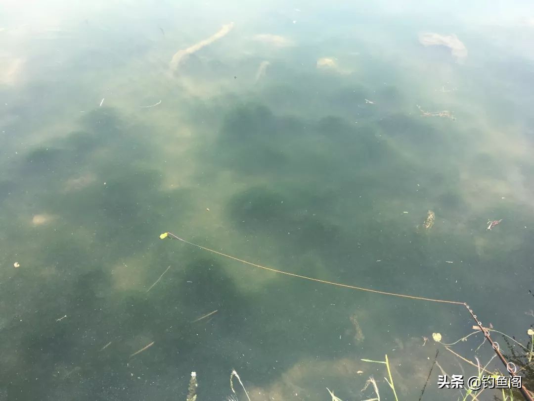 路亞黑魚,