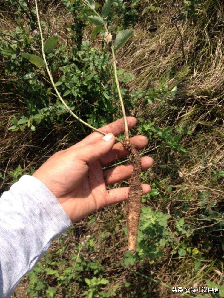 优选种沙参的品种并不多,但它有一个比较大的区别就是南沙参和北沙参