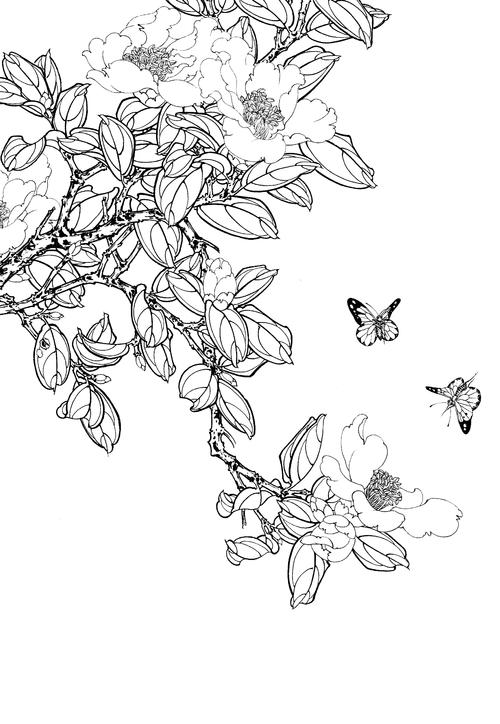 茶花高清白描线稿图片下载53幅