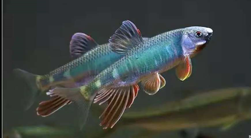 原生鱼类,宽鳍鱲这三兄弟,适应环境的能力会比大部分的其他外来品种