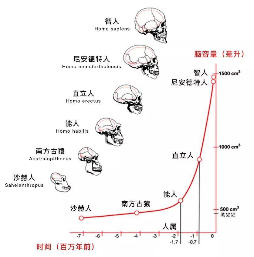 一口气搞懂人类演化史