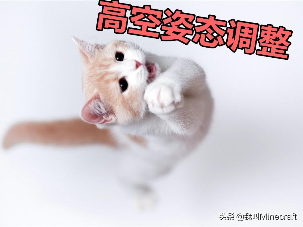 如何在《我的世界》里做一名合格的“铲屎官”？MC猫咪全攻略！