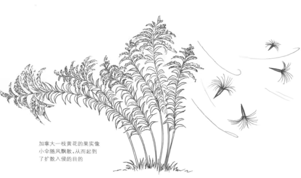 小蓬草图片(疯狂的入侵植物) - 赤虎壹号