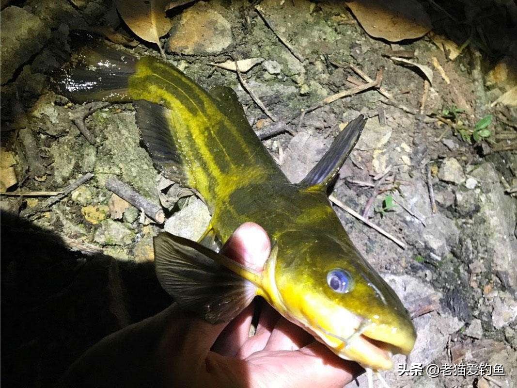 钓昂刺鱼最好选在晚上
