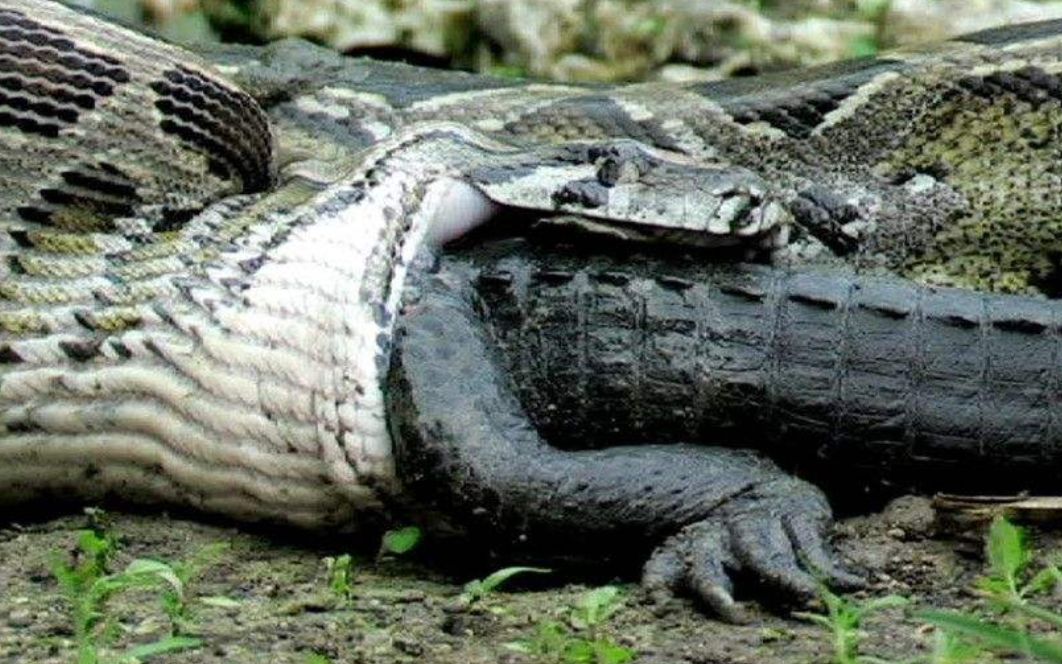 福建蟒蛇吃鸡 蟒蛇到底有多能吃?如何防止蛇入侵?